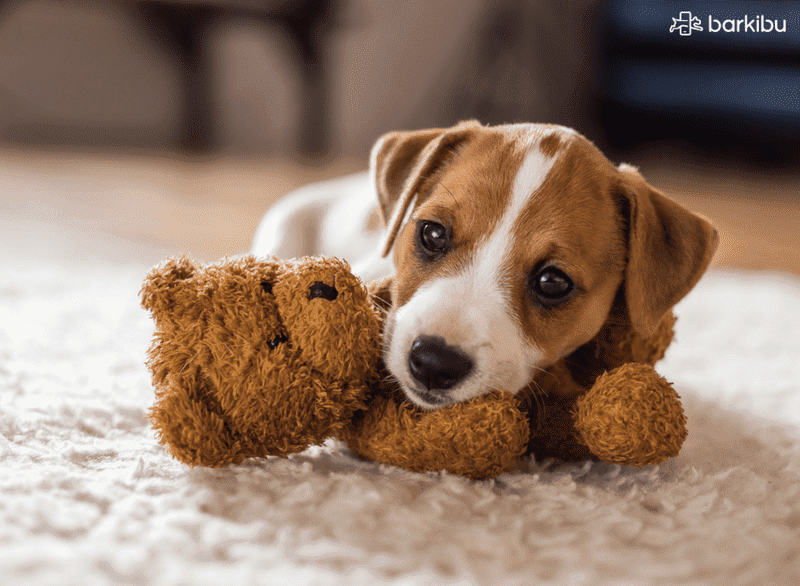 corto hembra estilo perrito corto hembra estilo perrito